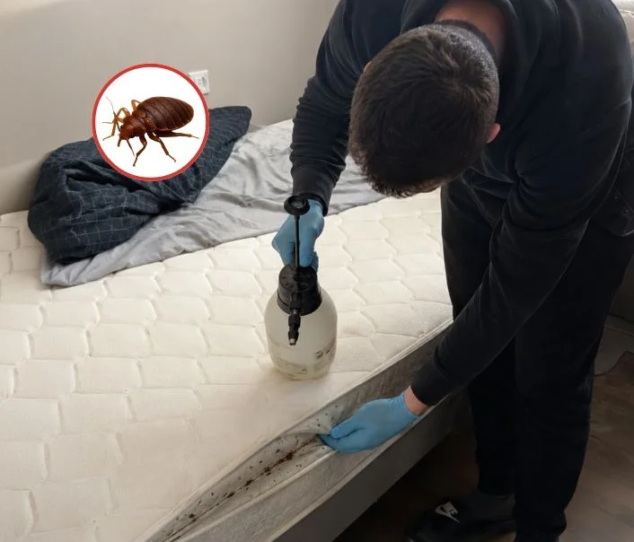 Technicien traitant un matelas contre les punaises de lit à Vicq